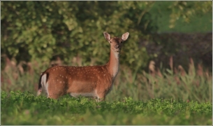 <p>DANĚK SKVRNITÝ (Dama dama) Šluknovsko - SRNEC OBECNÝ (Capreolus capreolus) Šluknovsko - Valdek /Fallow deer - Damhirsch/</p>